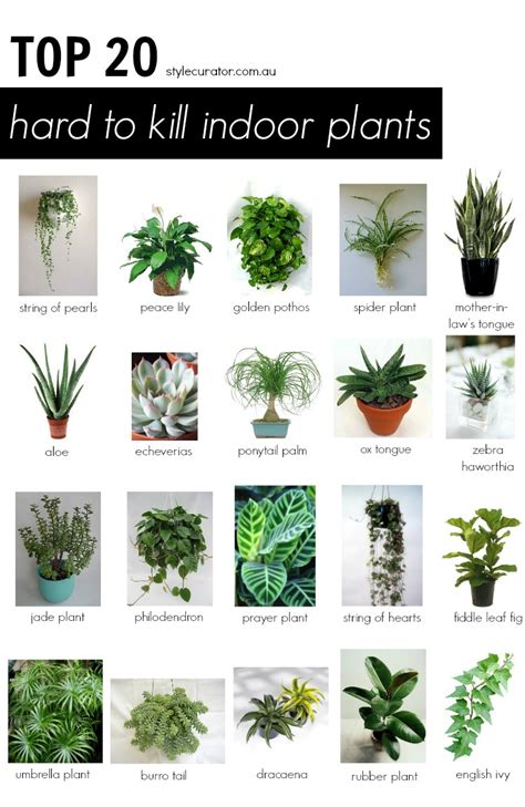 indoor plants list